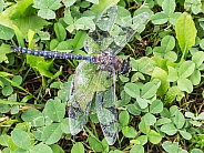Azure Darner Dragonfly