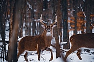 Whitetail Deer - Odocoileus Virginianus