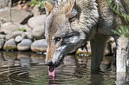 Grey Wolf Drinking