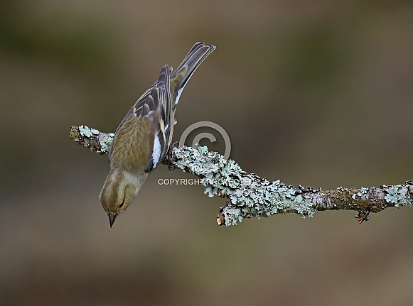 Chaffinch