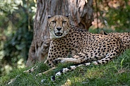 Cheetah