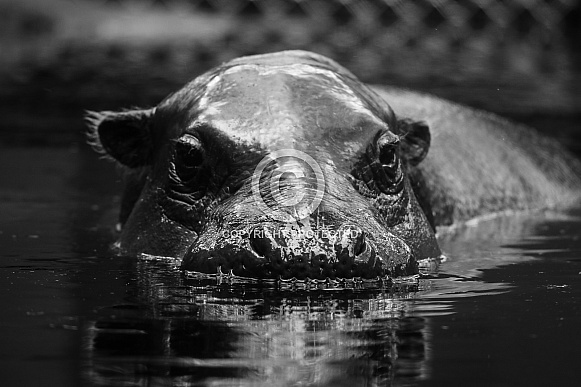 Pygmy Hippo