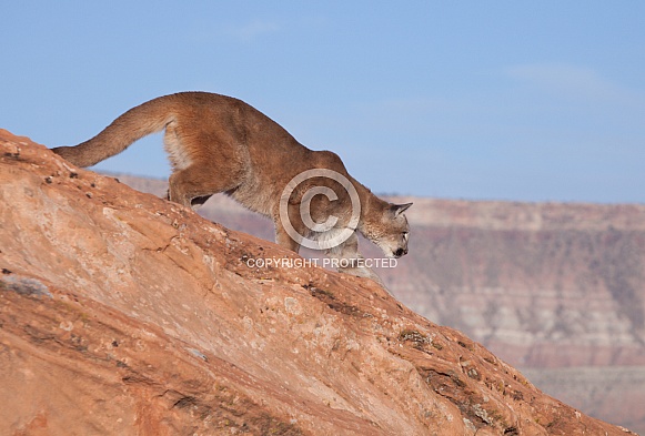 Mountain lion, cougar, puma concolor Mountain lion, cougar, puma concolor