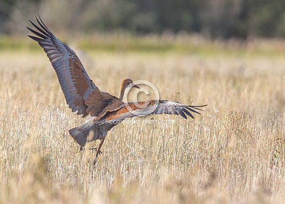 Juvenile Sandhill Crane's Wingspan at Takeoff