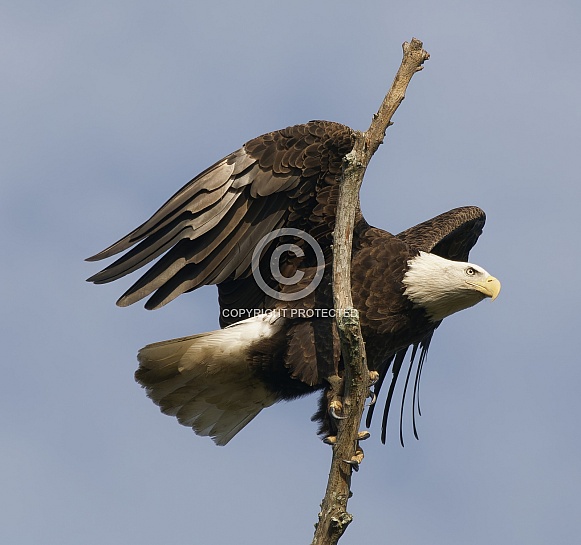 Bald Eagle