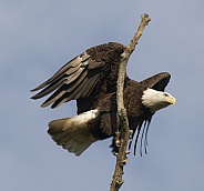 Bald Eagle