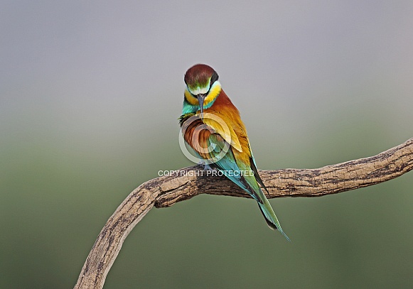 Bee eater