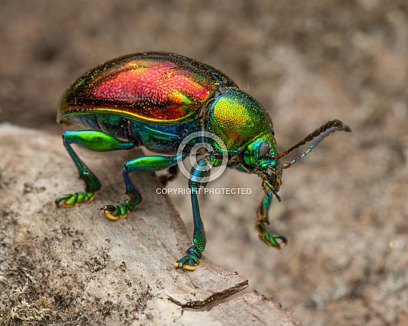 Leaf Beetle