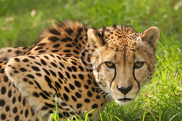 Cheetah Cheetah