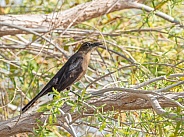 Great-tailed Grackle Female in Nevada