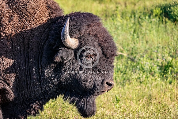 American Bison