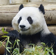 Giant Panda