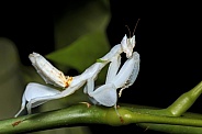 Orchid Praying Mantis
