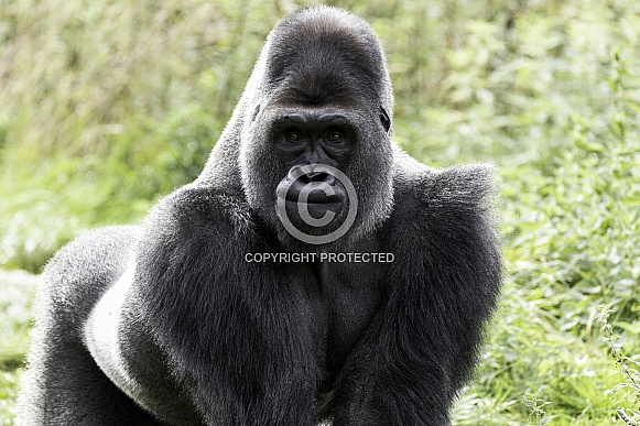 Western Lowland Gorilla Standing Western Lowland Gorilla Standing
