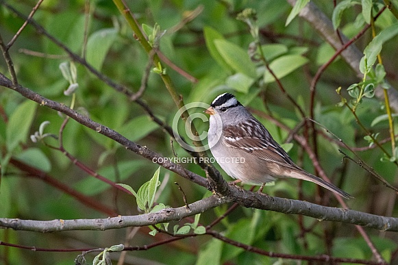 White-crowed Sparrow White-crowed Sparrow