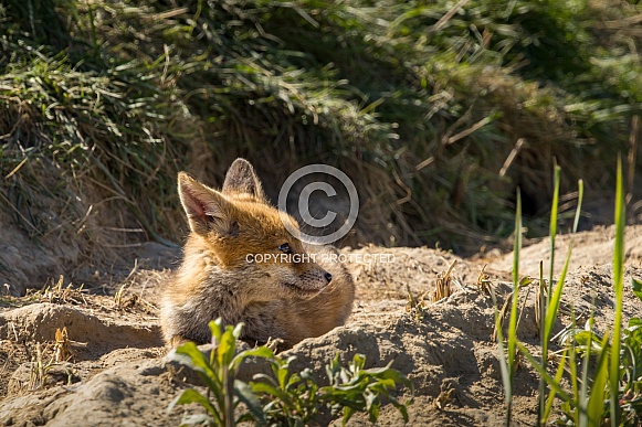 Red fox cub/cubs in nature