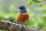 Suberb Starling