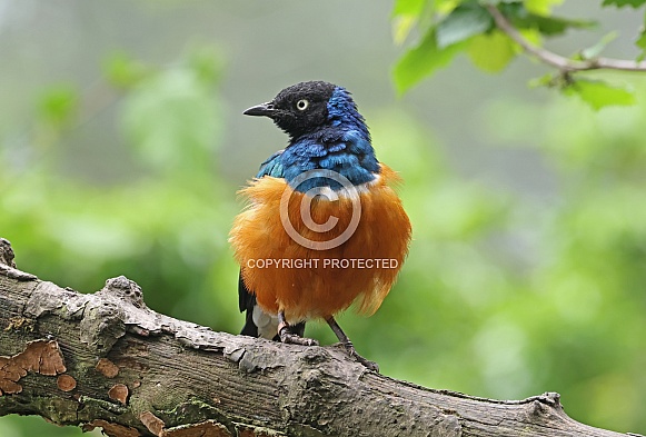 Suberb Starling