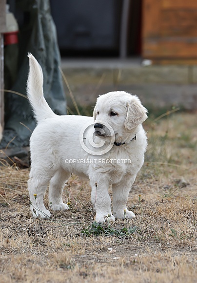 Golden retriever puppy Golden retriever puppy
