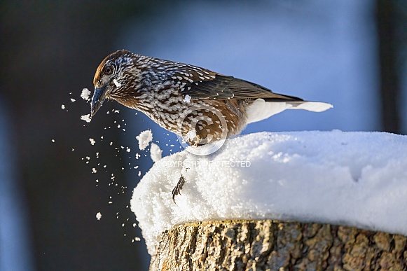 Spotted nutcracker in snow Spotted nutcracker in snow