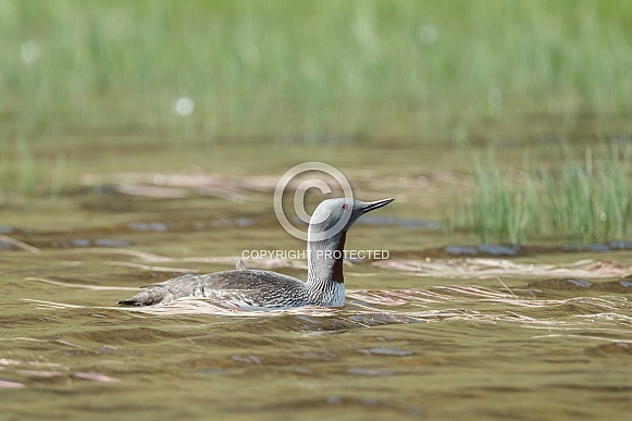 The red-throated loon (North America) or red-throated diver (Britain and Ireland)