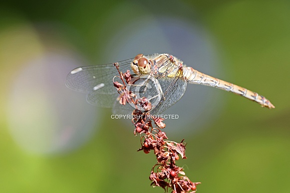 Common Darter Dragonfly (Sympetrum striolatum)