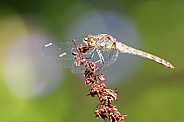 Common Darter Dragonfly (Sympetrum striolatum)