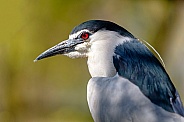 Black-crowned night heron (Nycticorax nycticorax)