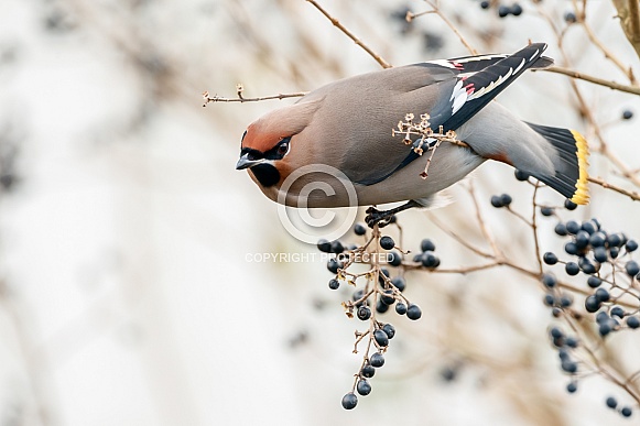 The Bohemian waxwing (Bombycilla garrulus)