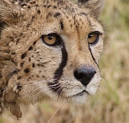 Cheetah