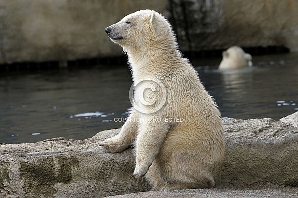 Polar Bear Polar Bear