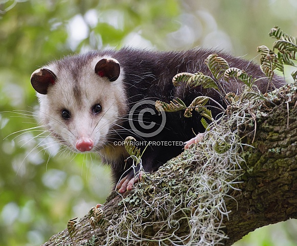 opossum