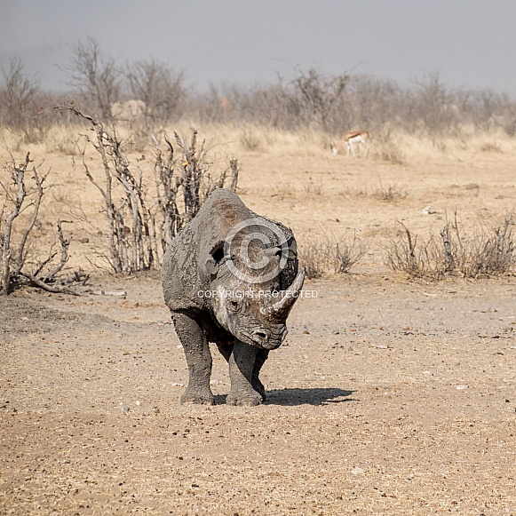 Black Rhino