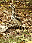 Bush Stone-curlew