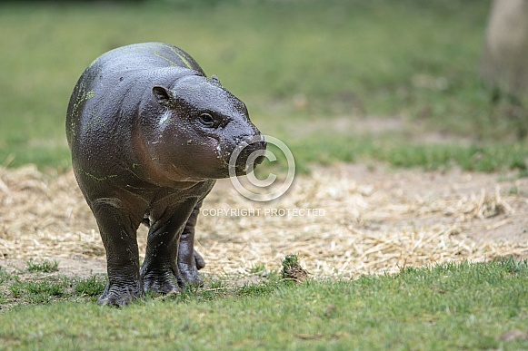 Pygmy hippopotamus