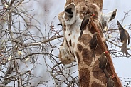 Close up of a giraffe
