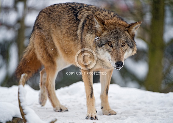 Grey Wolf in Snow Grey Wolf in Snow