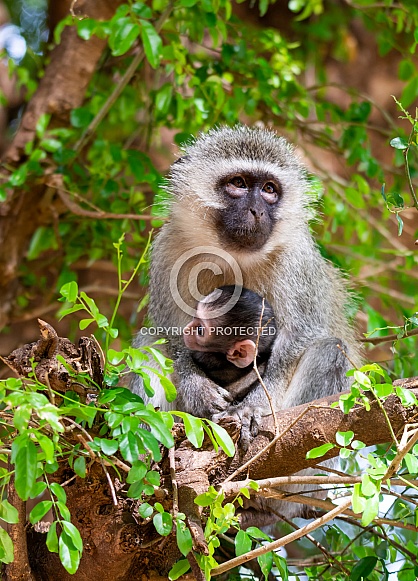 Vervet Monkeys