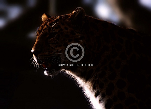 Leopard Twilight