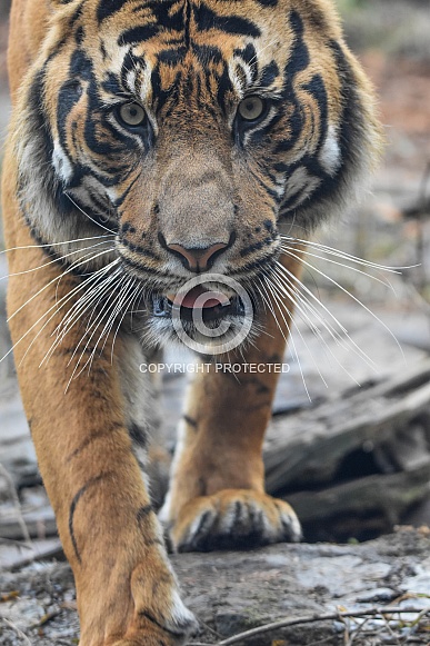 Sumatran Tiger