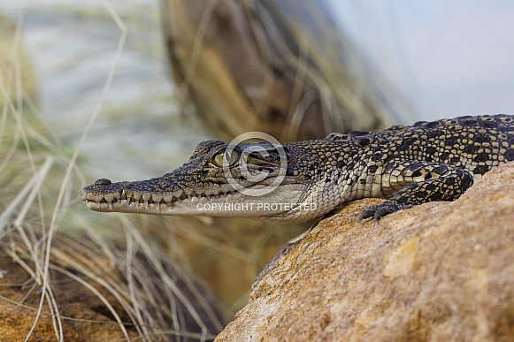 Freshwater Crocodile