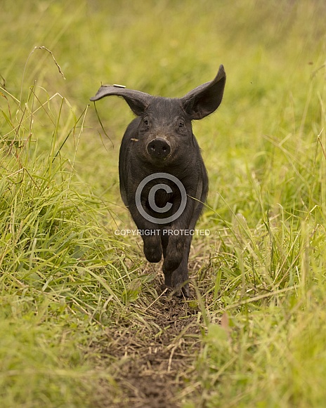 Large Black Weaner Running Large Black Weaner Running