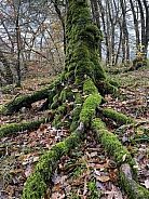Moss covered tree roots