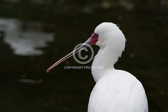 Spoonbill