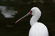 Spoonbill