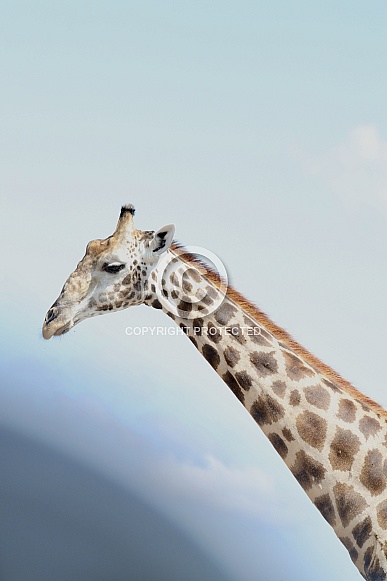 Giraffe Giraffe
