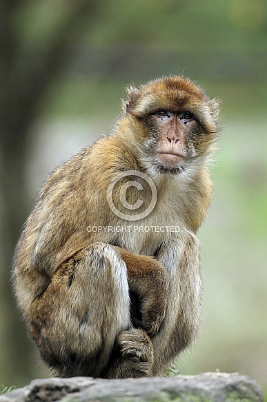 Barbary Macaque Barbary Macaque
