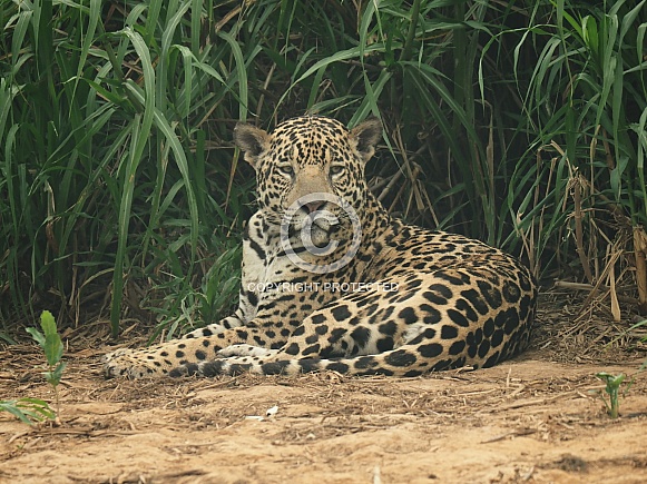 Jaguar