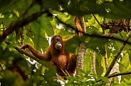 Sumatran orangutan in the nature habitat