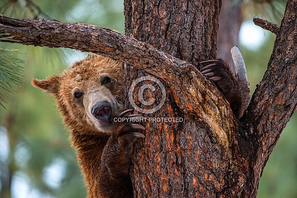 Brown Bear Brown Bear